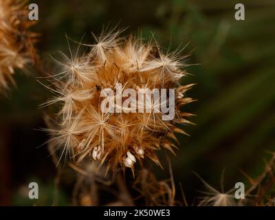 Primo piano delle teste di fiori di Cynara cardunculus Cardoon o carciofo prickly visto nel giardino nel Regno Unito Foto Stock