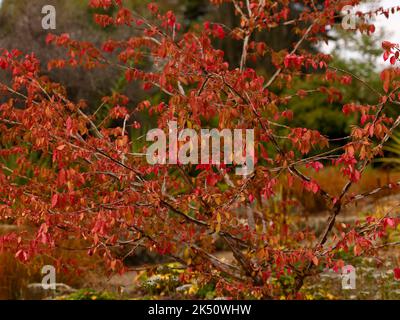 Primo piano il fogliame rosso di piccolo albero da giardino o grande cespuglio Euonymus alatus compactus con colore autunnale. Foto Stock
