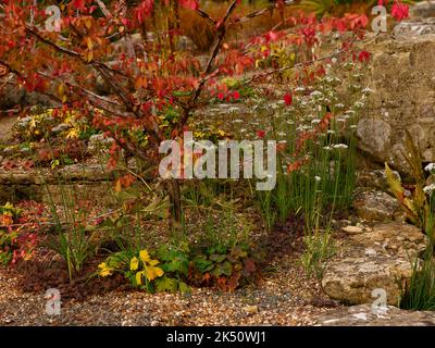 Primo piano di giardino roccioso visto piantato con piante da giardino di colore autunnale tra la ghiaia e le rocce. Foto Stock