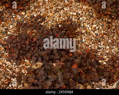 Primo piano della pianta di rocca a bassa crescita Geranium sessiliflorum subsp. Novae-zelandiae con foglie di bronzo viola. Foto Stock