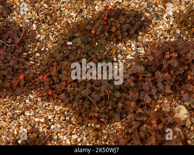 Primo piano della pianta di rocca a bassa crescita Geranium sessiliflorum subsp. Novae-zelandiae con foglie di bronzo viola. Foto Stock