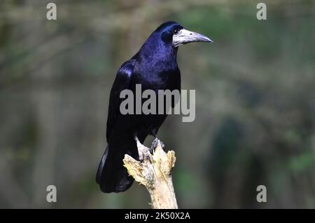 angolo per adulti arroccato in inverno Foto Stock