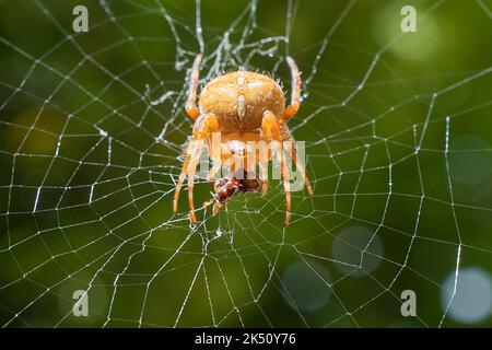 Un ragno mangia una mosca intrappolata nel suo ragnatela Foto Stock