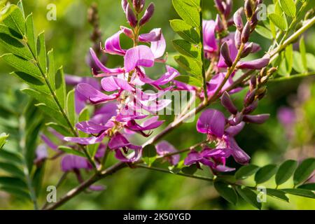 Tinctoria Indigofera Foto Stock