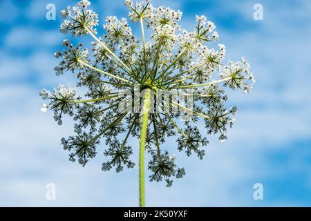 Fiori di Daucus carota Foto Stock