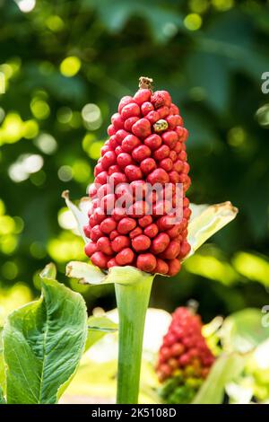 Testa di semi con bacche di Arisaema tortuosum Foto Stock