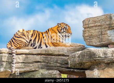 Una tigre bengala al Parco Naturale di Shanghai Foto Stock