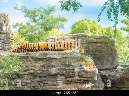 Una tigre bengala al Parco Naturale di Shanghai Foto Stock