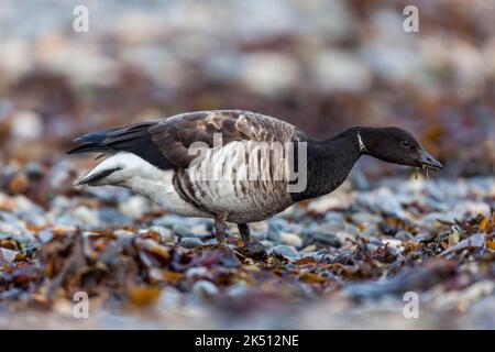 Brent oca; Branta bernicla; Cornovaglia Foto Stock