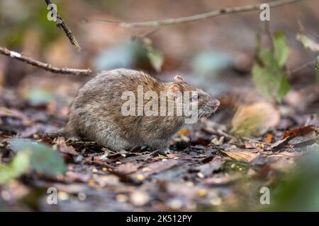 Marrone Rat; Rattus norvegicus; UK Foto Stock