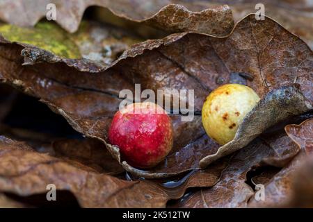 Palle di ciliegio; vespa di ciliegio; cynips quercusfolii; autunno; UK Foto Stock