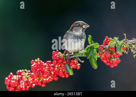 House Sparrow; Passer domesticus; on Holly Berries; UK Foto Stock