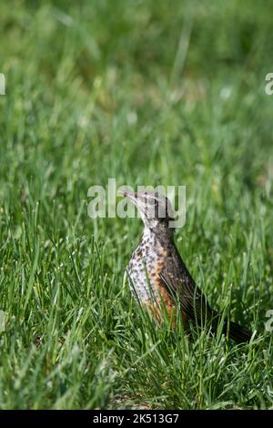 Giovane Robin americano in erba a Corning, New York Foto Stock