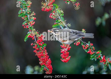 Redwing; Turdus iliacus; su Pyracantha Eating Berry; UK Foto Stock