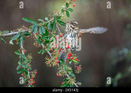 Redwing; Turdus iliacus; su Pyracantha; UK Foto Stock