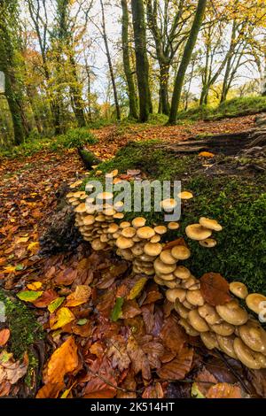 Sulphur tuft Fungus; Hypholoma fasciculare; Cornovaglia; UK Foto Stock