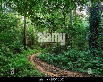 Un percorso in una foresta pluviale, Monti di Usambara, Tanzania Foto Stock