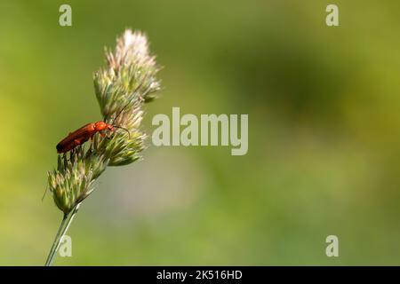 coleottero fulva su erba. sfondo verde con spazio per la copia. macro natura e fauna fotografia. natura concetto Foto Stock