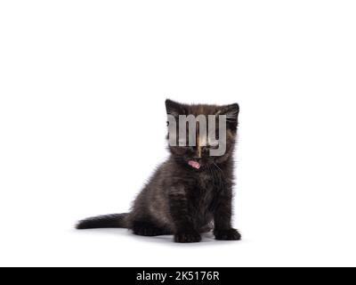 Molto piccolo curioso piccolo tortie inglese Shorthair gatto gattino, seduto di fronte. Che sporge dalla lingua rosa. Isolato su sfondo bianco. Foto Stock