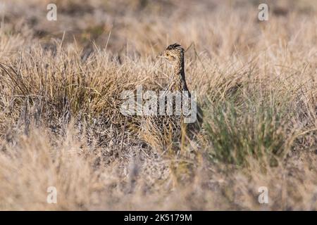 Tinamou in ambiente prateria, Pampas, Argentina Foto Stock