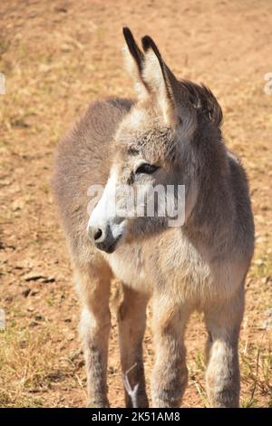 Prezioso asino selvatico nel deserto dell'aspra costa di Aruba. Foto Stock