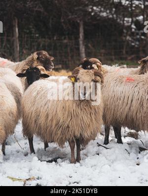 Gregge di soffice pecora Drenthe Heath in piedi su prato innevato vicino a lussureggianti alberi di conifere il giorno d'inverno in campagna Foto Stock