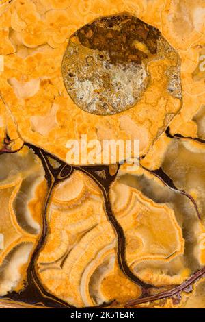Macrofotografia di un fossile di ammonite tagliato e lucidato dal Madagascar. Questa specie di ammonite Phylloceratida esisteva durante l'app giurassica tardiva Foto Stock