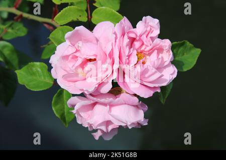 Rosa fiori sopra l'acqua scura Foto Stock