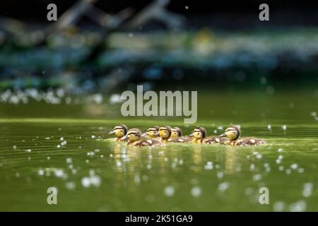 Alcuni anatroccoli nelle paludi del Delta del Danubio in Romania Foto Stock