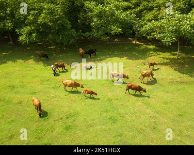 Le mucche pascolano in un campo con erba verde in una fattoria. Vista da drone di un campo dove pascolano le mucche rosse, mangiando erba verde per preparare latte fresco. Foto Stock