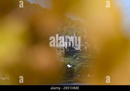 05 ottobre 2022, Hessen, Rüdesheim: Attraverso foglie di colore giallo di un vigneto ad Asmanshausen (Rheingau), si può vedere il castello di Reichenstein vicino a Trechtingshausen (Renania-Palatinato). Foto: Arne Dedert/dpa Foto Stock