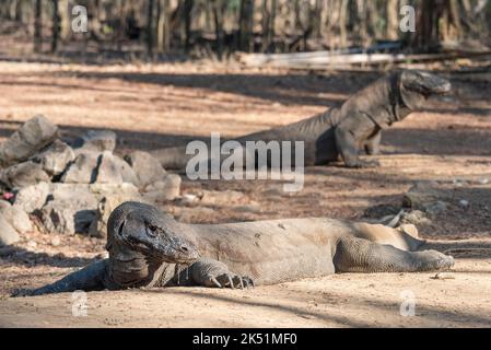 Indonesia, Isola di Komodo, Parco Nazionale di Komodo, Loh Liang. Due draghi di Komodo (Varanus komodoensis) Foto Stock