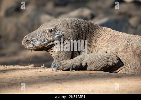 Indonesia, Isola di Komodo, Parco Nazionale di Komodo, Loh Liang. Drago di Komodo (Varanus komodoensis) Foto Stock