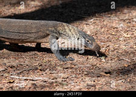 Indonesia, Isola di Komodo, Parco Nazionale di Komodo, Loh Liang. Drago di Komodo giovane (Varanus komodoensis) Foto Stock