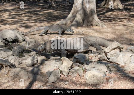 Indonesia, Isola di Komodo, Parco Nazionale di Komodo, Loh Liang. Due draghi di Komodo (Varanus komodoensis) Foto Stock