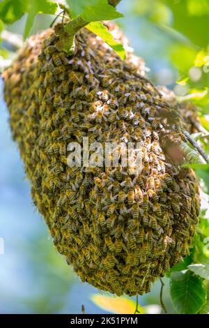 Primo piano di uno sciame di api mellifere selvatiche del Regno Unito che si riuniscono sul ramo di un albero del parco pubblico per formare una nuova casa/alveare temporanea. Foto Stock
