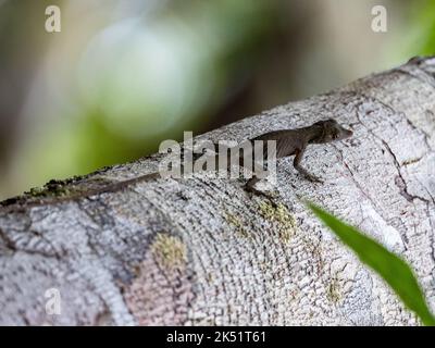 Un'anola verde amazzonica di colore scuro (Anolis punctatus) su un tronco di albero. Amazonas, Brasile. Foto Stock