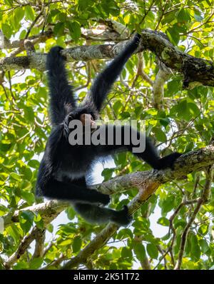 Una scimmia di ragno della Guiana selvaggia, o scimmia di ragno nera a faccia rossa, (Ateles paniscus) appesa ad un albero in una foresta tropicale. Amazonas, Brasile. Foto Stock