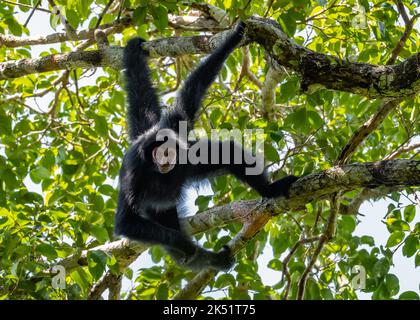 Una scimmia di ragno della Guiana selvaggia, o scimmia di ragno nera a faccia rossa, (Ateles paniscus) appesa ad un albero in una foresta tropicale. Amazonas, Brasile. Foto Stock