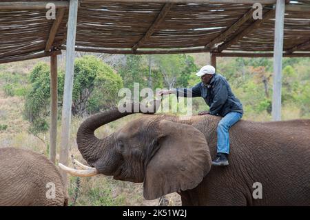 Dimostrazione di elefante presso l'Elephant Sanctuary Hazyview Foto Stock