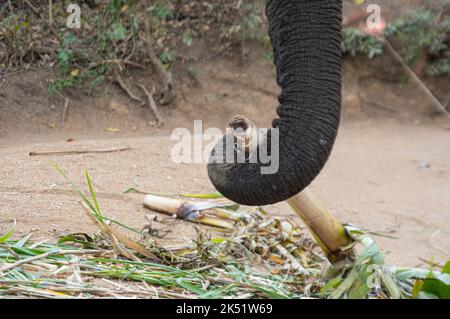 Dimostrazione di elefante presso l'Elephant Sanctuary Hazyview Foto Stock