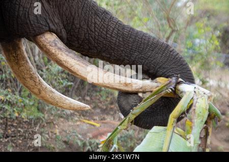 Dimostrazione di elefante presso l'Elephant Sanctuary Hazyview Foto Stock