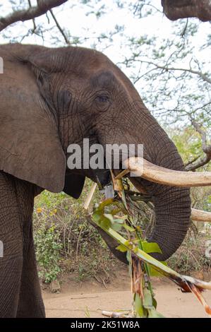 Dimostrazione di elefante presso l'Elephant Sanctuary Hazyview Foto Stock