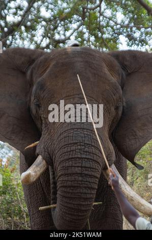 Dimostrazione di elefante presso l'Elephant Sanctuary Hazyview Foto Stock