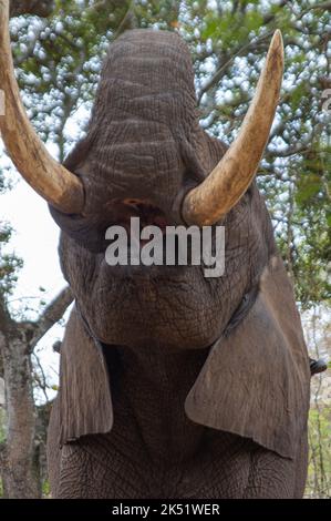 Dimostrazione di elefante presso l'Elephant Sanctuary Hazyview Foto Stock