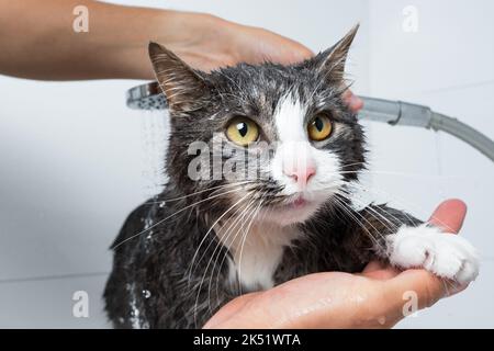 cura del corpo del gatto. Divertente gatto che fa la doccia o il bagno. Uomo lavaggio gatto. Concetto di igiene del PET. Gatto umido. Foto Stock