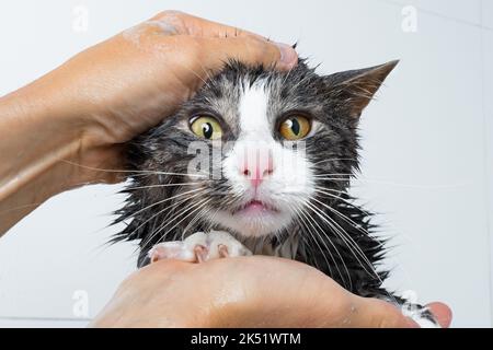 cura del corpo del gatto. Divertente gatto che fa la doccia o il bagno. Uomo lavaggio gatto. Concetto di igiene del PET. Gatto umido. Foto Stock