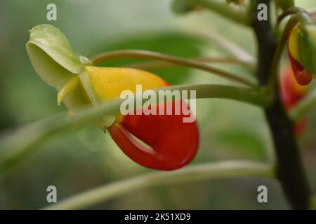 Un primo piano di un bellissimo cockatoo del Congo su sfondo sfocato Foto Stock