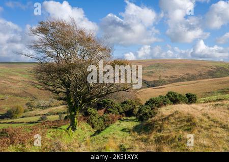 La HoarOak Water Valley sul lato settentrionale delle catene sul Devon e Somerset boarder con exe Plain Beyond nel Parco Nazionale di Exmoor, Inghilterra. Foto Stock