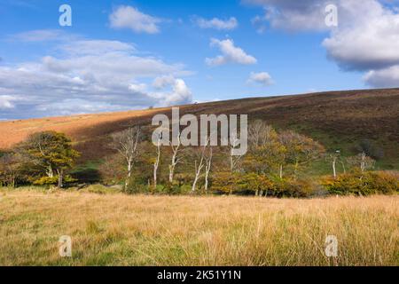 Faggi lungo la riva dell'acqua di Hoaroak sotto exe Plain sul lato settentrionale delle catene sul Devon e Somerset boarder nel Parco Nazionale di Exmoor, Inghilterra. Foto Stock